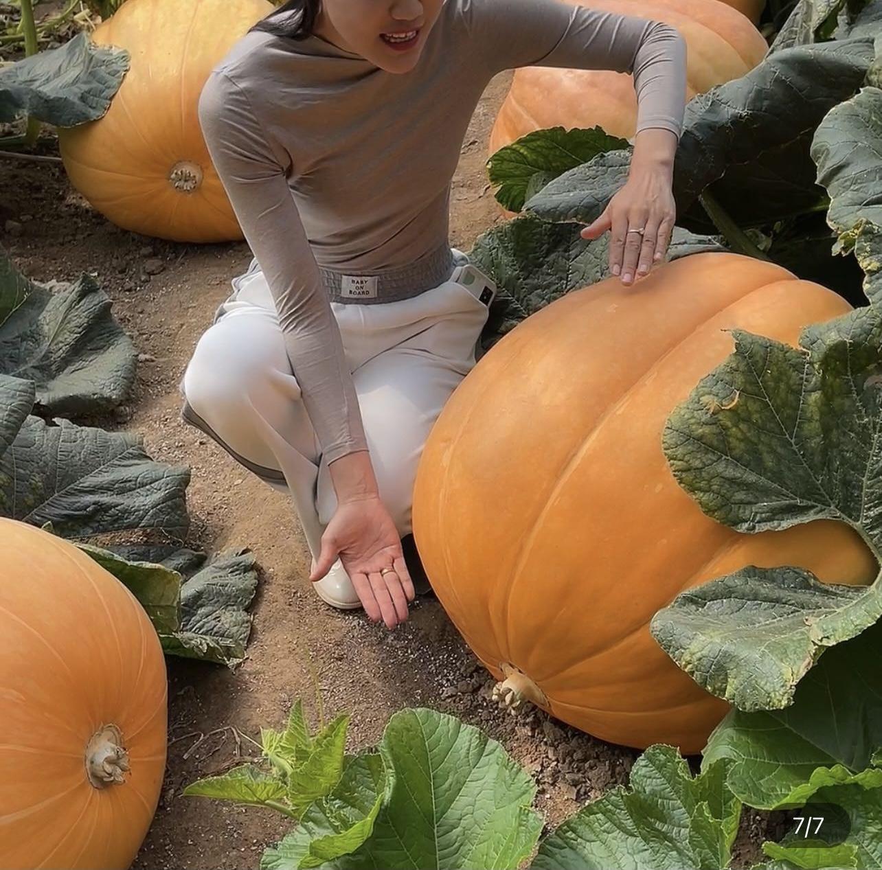 Giant Pumpkin - Up to 500 pounds👍