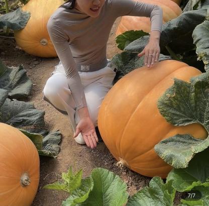Giant Pumpkin - Up to 500 pounds👍