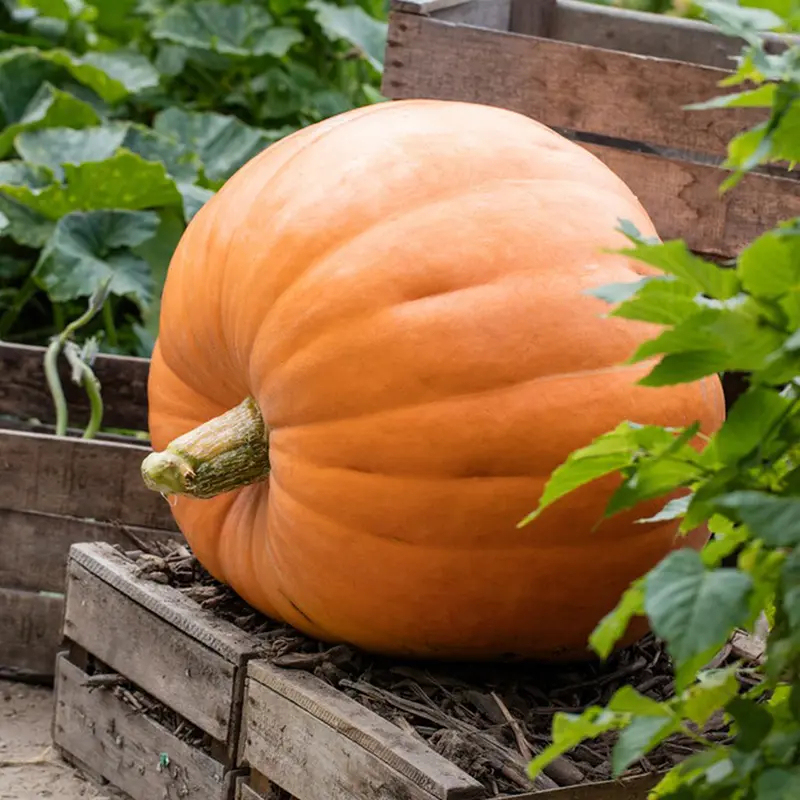 Giant Pumpkin - Up to 500 pounds👍