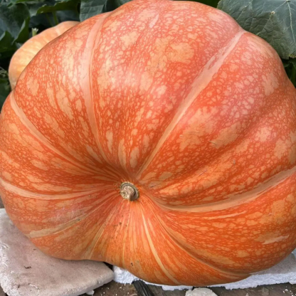 Giant Pumpkin - Up to 500 pounds👍