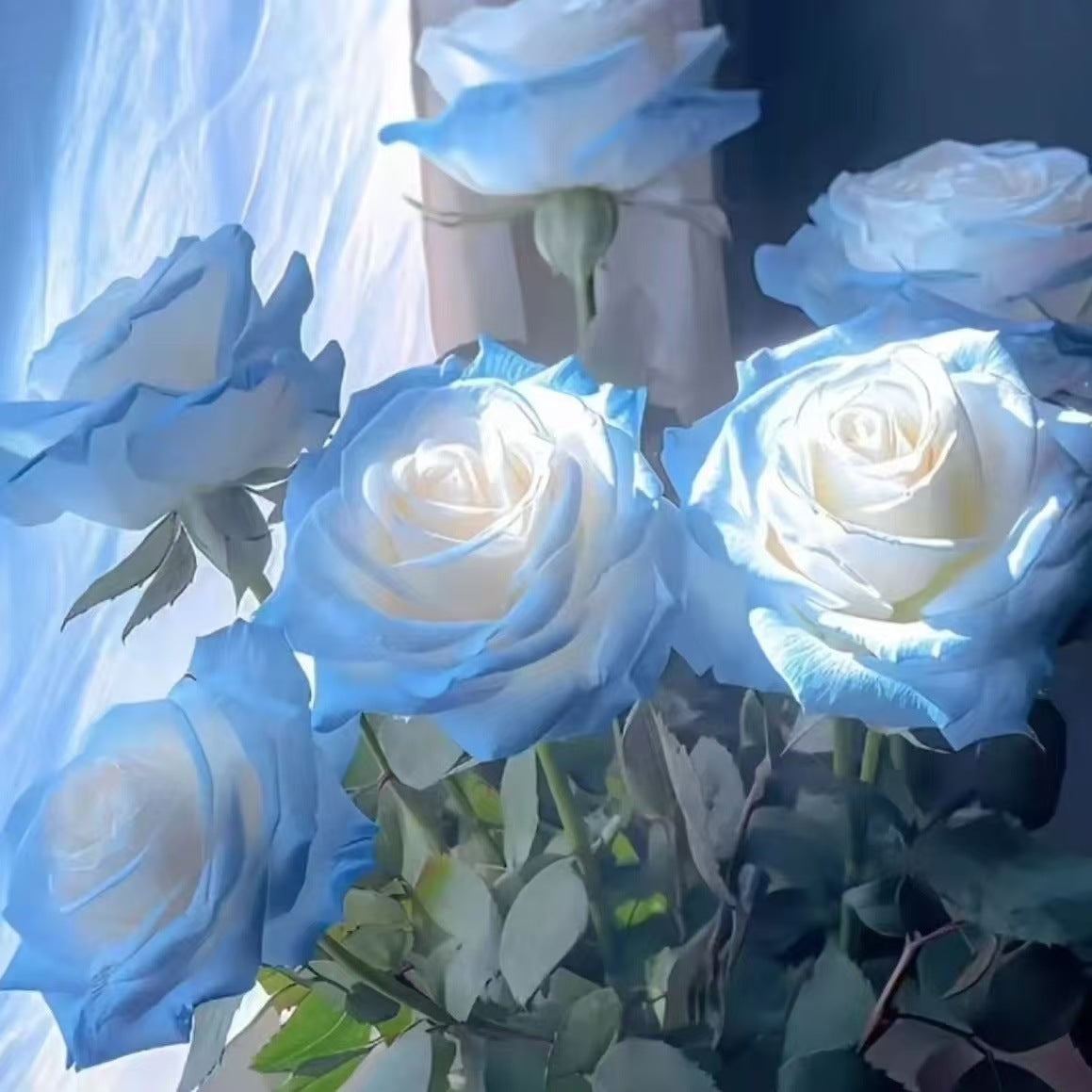 🌹 Zimný výpredaj kvetov – odolné a vzácne semená ruží! 🌼