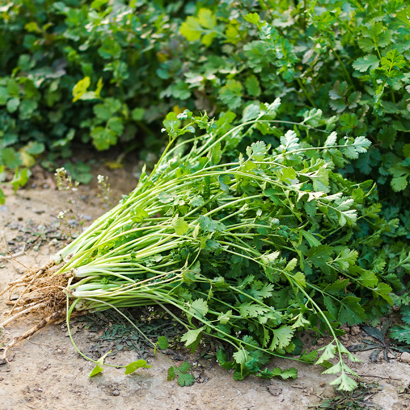 Cilantro Seeds