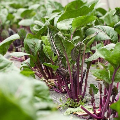 Beetroot Under The Snow Seeds
