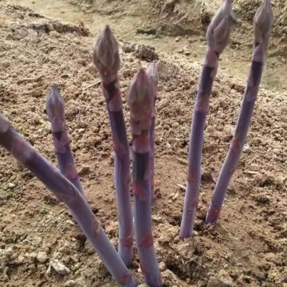 Asparagus Mary Washington Vegetable Seeds-Four Seasons