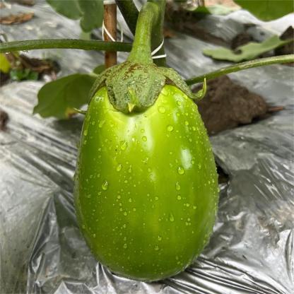 Green Can Eggplant Seeds