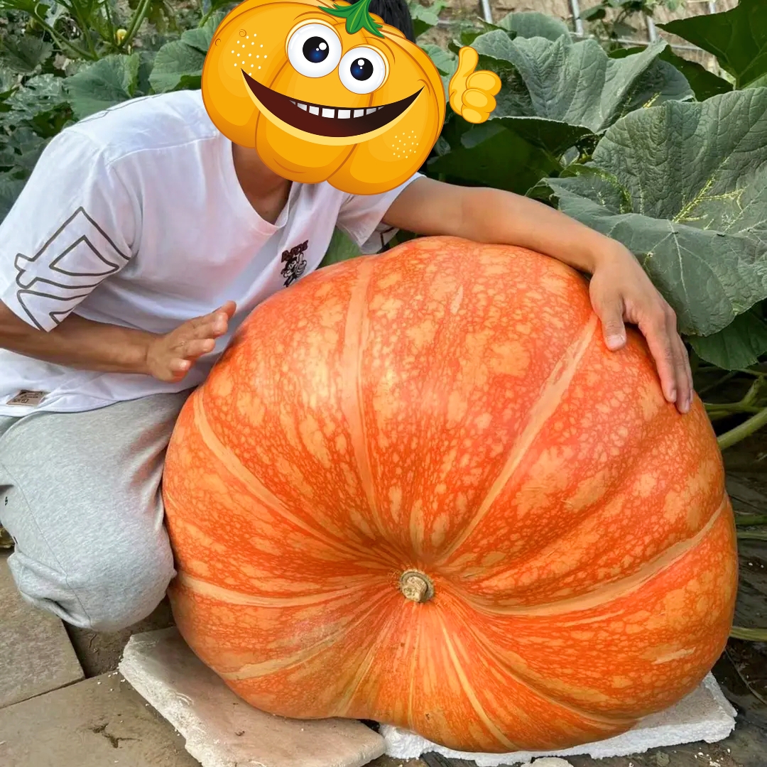 Giant Pumpkin - Up to 500 pounds👍