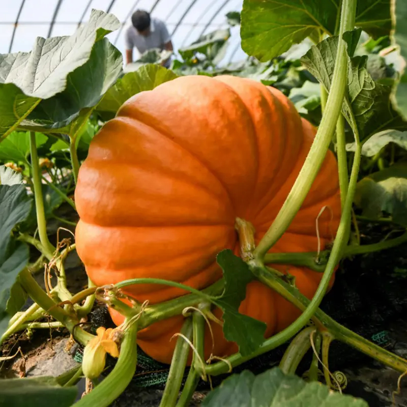 Giant Pumpkin - Up to 500 pounds👍