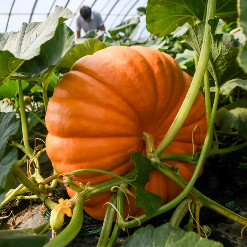 Giant Pumpkin - Up to 500 pounds👍