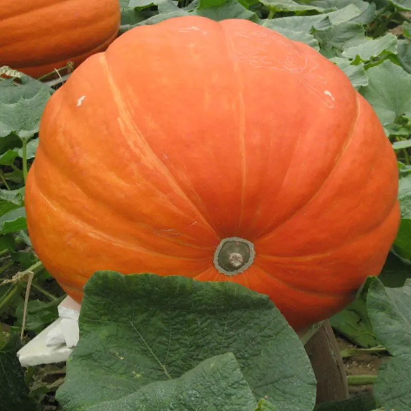Giant Pumpkin - Up to 500 pounds👍