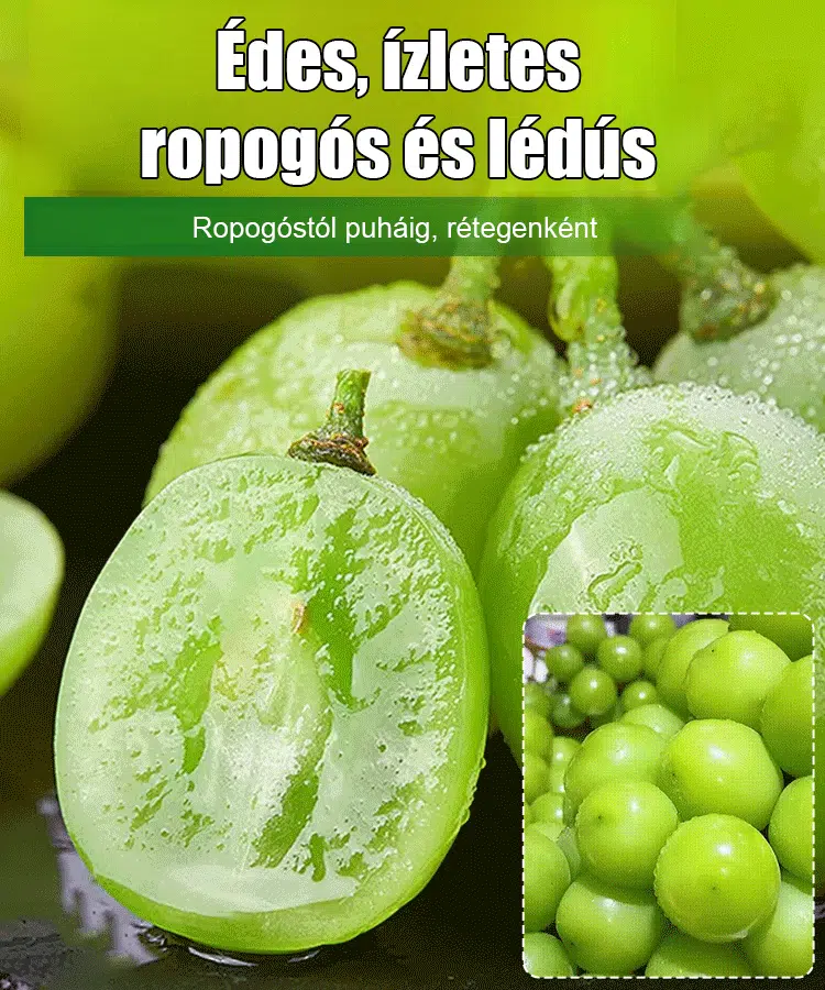 ☀️Sunshine rózsa magok🍇