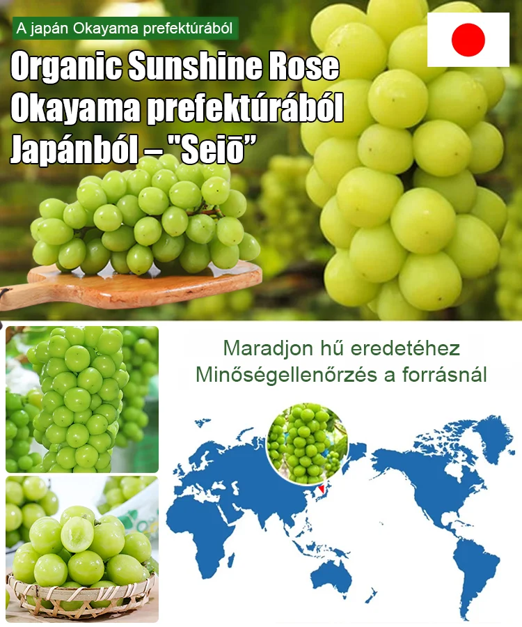 ☀️Sunshine rózsa magok🍇