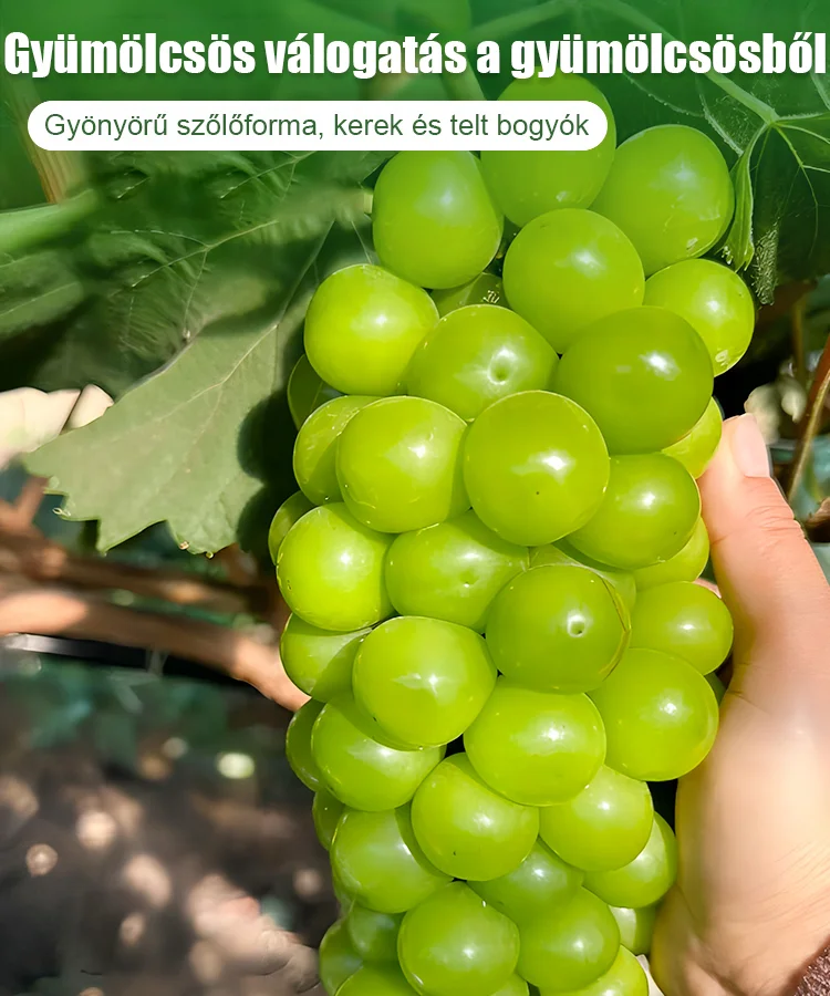 ☀️Sunshine rózsa magok🍇