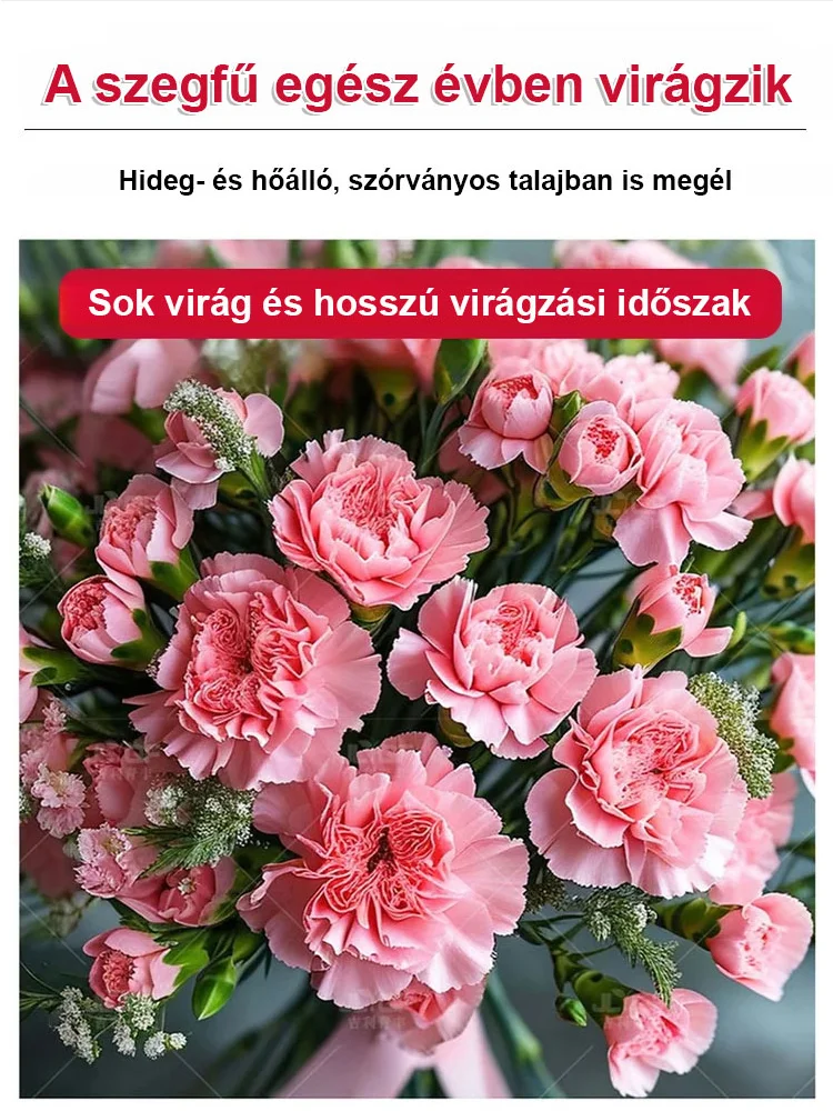 【Egész évben virágzó】dupla szirmú szegfűmagok
