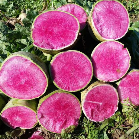 🥕Radish Watermelon Vegetable