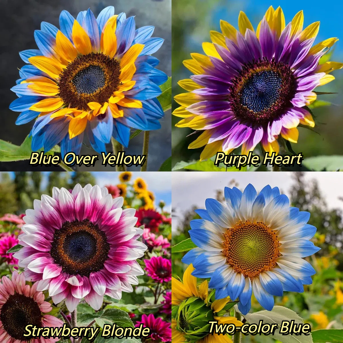 „Midnight Blaze” napraforgó magok 🔥🌻