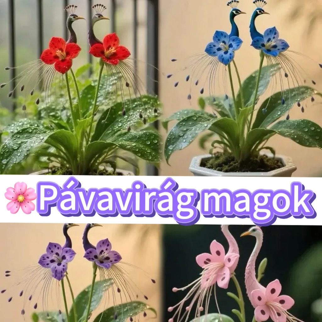 🔥 Utolsó 3 óra: 50% kedvezmény 🌺 Pávavirág magok ✨ Könnyen termeszthető