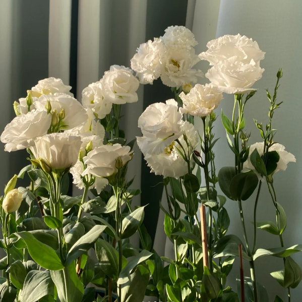 🌸 Lisianthus — A rózsa új szintje