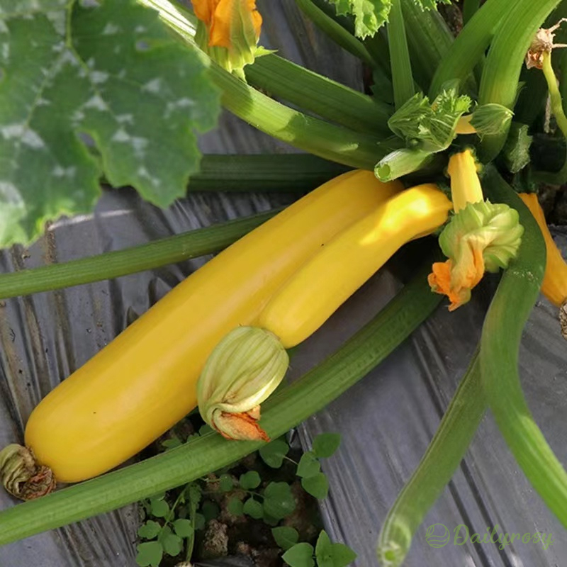 Banán cukkini – Arany cukkini 🌿 Minden évszakban ültethető