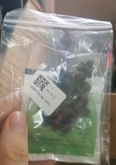 🌺💐The Sacred Bonsai Bowl Lotus Flower Seeds