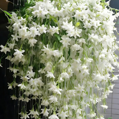 🏆 75K+ SOLD! 🌿❄️ Midnight Perfume Jasmine Seeds – Winter Planting, Perennial Blooms & Fragrant Garden Elegance 🌸