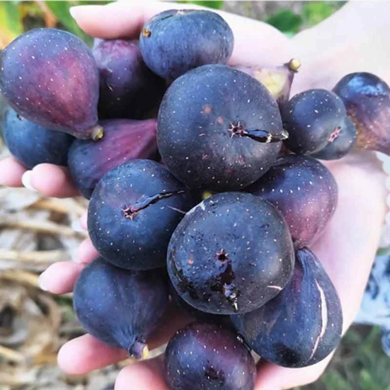 【Obstbauern wetteifern um den Kauf】 Lebende, besonders süße Feigenbaumschösslinge