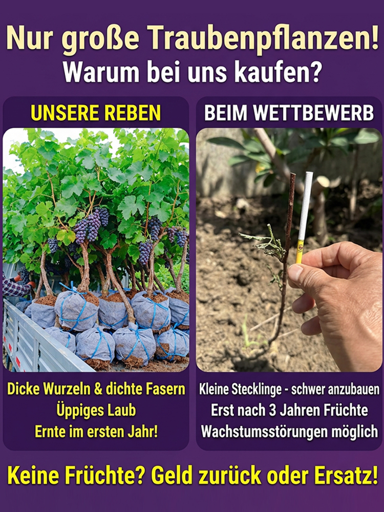 【💯 Die Perle des Rheingaus！ 💯】Winterhart bis -22°C ✨ Bis zu 3 Ernten pro Jahr. Ideal für den Balkon!