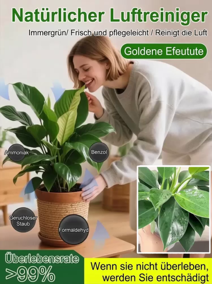 【💯 Natürlicher Luftreiniger! 💯】 Goldene Philodendron Pflanze 🌿 Filtert Formaldehyd & Allergene. 😴 Verbessert Schlaf durch Sauerstoffproduktion. 💧 Inkl. Auto-Bewässerungssystem, Schattenverträglich. 👍 Ideal für Raucher & Allergiker.
