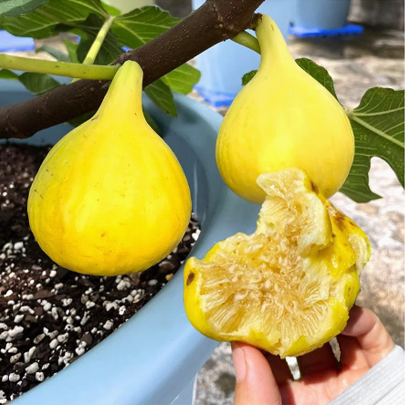 【Obstbauern wetteifern um den Kauf】 Lebende, besonders süße Feigenbaumschösslinge