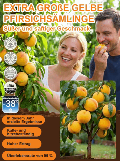 [Fruchtreif in 3 Monaten] Extra große gelbe Pfirsichsetzlinge, süßer als Honig