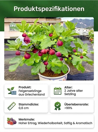 【Obstbauern wetteifern um den Kauf】 Lebende, besonders süße Feigenbaumschösslinge