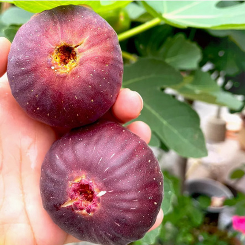 【Obstbauern wetteifern um den Kauf】 Lebende, besonders süße Feigenbaumschösslinge