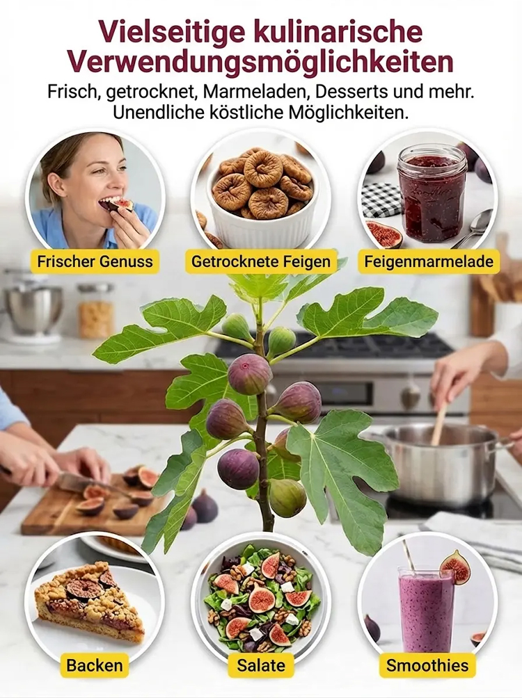 【Obstbauern wetteifern um den Kauf】 Lebende, besonders süße Feigenbaumschösslinge