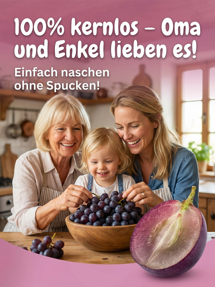 【💯 Die Perle des Rheingaus！ 💯】Winterhart bis -22°C ✨ Bis zu 3 Ernten pro Jahr. Ideal für den Balkon!