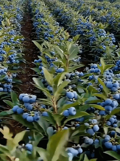 {Bio-Heidelbeerpflanzen}✅–30 °C frosthart – für ganz Deutschland👍Über 99 % Anwachsgarantie |Pflegeleicht mit jährlicher Ernte