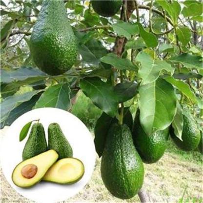 【Mexikanische Avocadosetzlinge🥑】Pflanzen und ernten in nur einer Saison❄️Extrem winterhart✨Faustgroß, cremig im Geschmack und vollgepackt mit Bio-Nährstoffen.