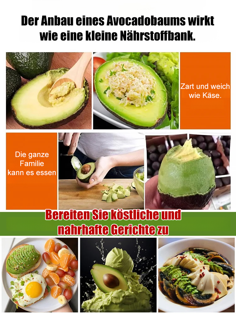 【Mexikanische Avocadosetzlinge🥑】Pflanzen und ernten in nur einer Saison❄️Extrem winterhart✨Faustgroß, cremig im Geschmack und vollgepackt mit Bio-Nährstoffen.