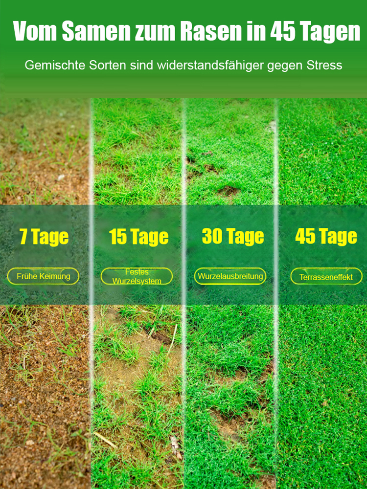 【7 Tage Keimung Rasen-Samen】99 % Keimrate🌳Ganzjährig sattes Grün❄️ Frost- & trockenresistent bis -20 °C 👍Wächst kräftig weiter, selbst unter dickem Schnee