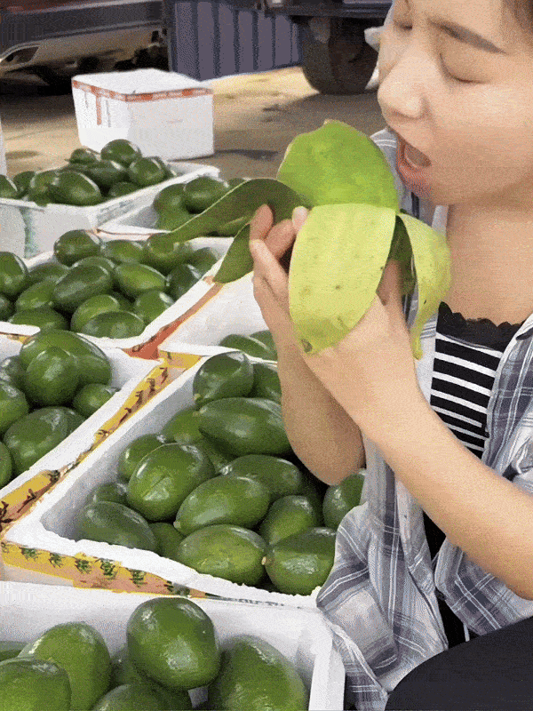 【Mexikanische Avocadosetzlinge🥑】Pflanzen und ernten in nur einer Saison❄️Extrem winterhart✨Faustgroß, cremig im Geschmack und vollgepackt mit Bio-Nährstoffen.