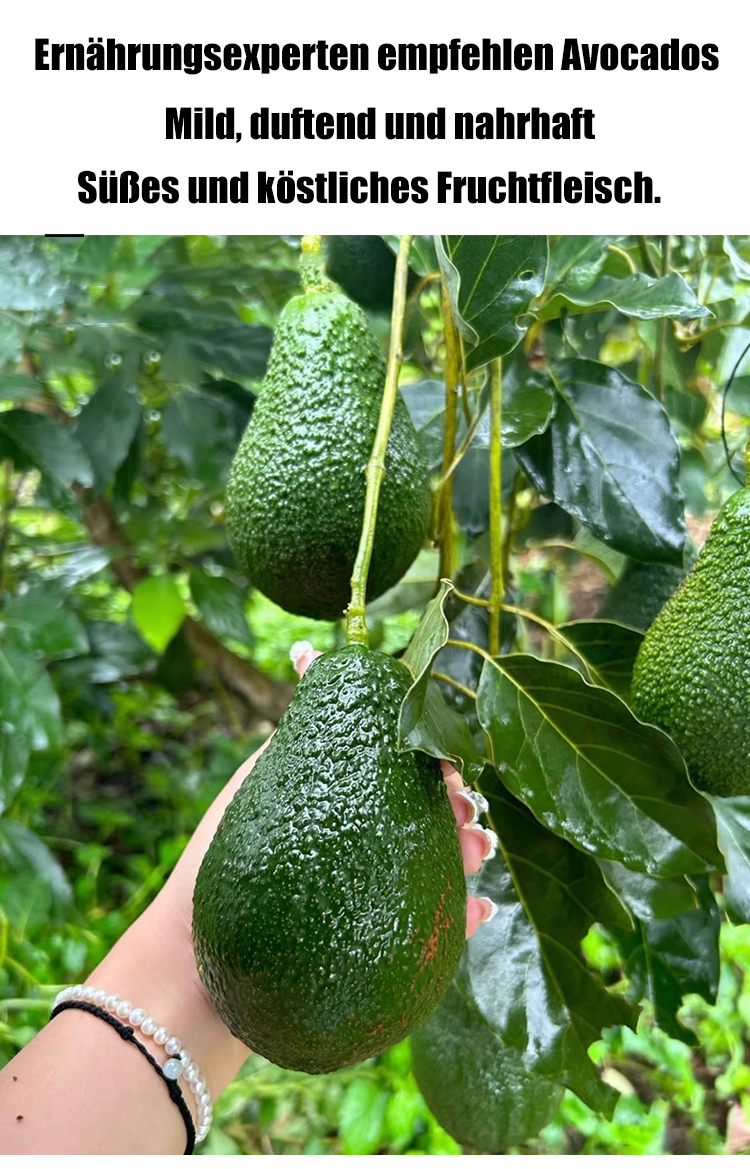翻译件-【墨西哥进口】牛油果种子-1185956-系统_09.jpg
