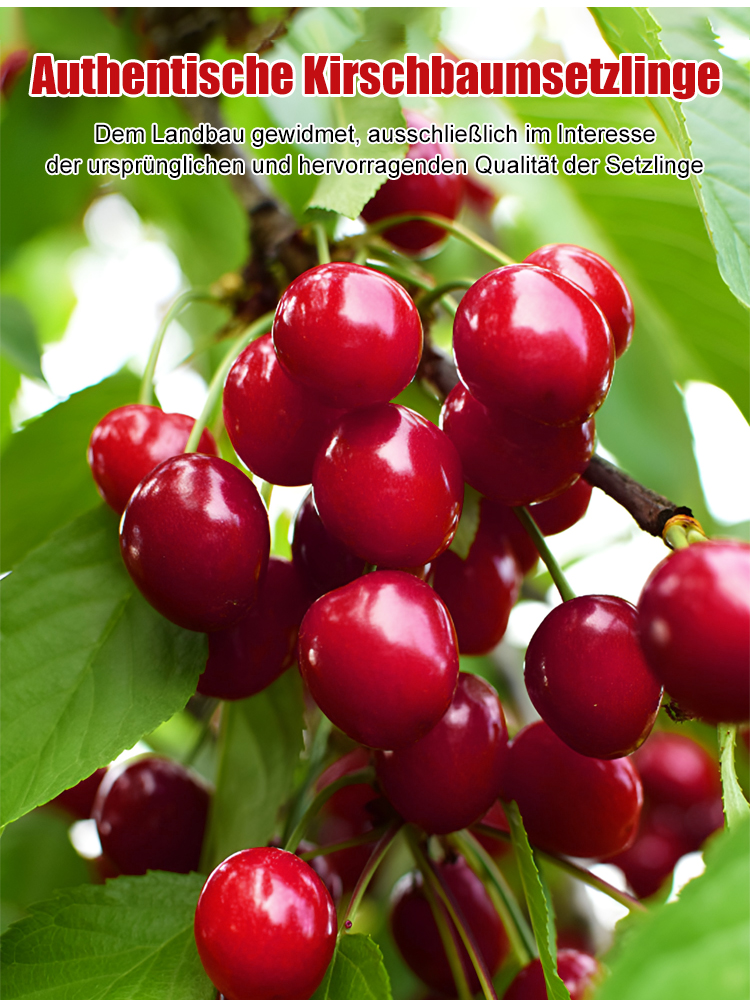 🍒【Trägt im ersten Jahr Früchte】👍98% Überlebensrate | Winterhart bis -38°C & regenfest 🌷 Keine Pflege nötig, einfach nur gießen ✌️regenfest – perfekt für deutsches Wetter