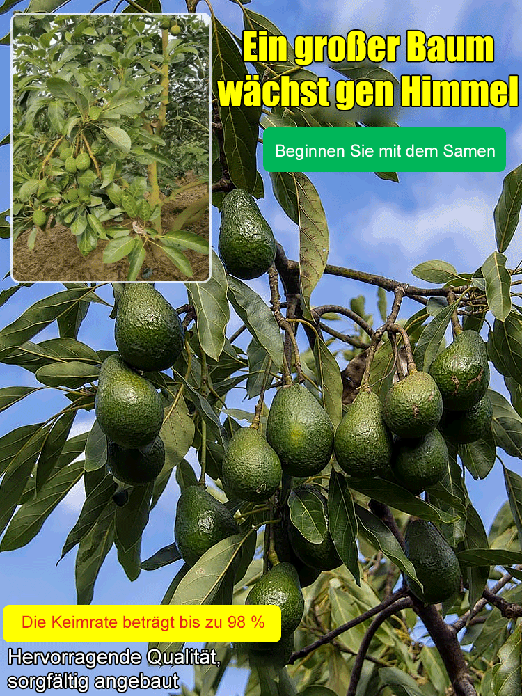 【Mexikanische Avocadosetzlinge🥑】Pflanzen und ernten in nur einer Saison❄️Extrem winterhart✨Faustgroß, cremig im Geschmack und vollgepackt mit Bio-Nährstoffen.