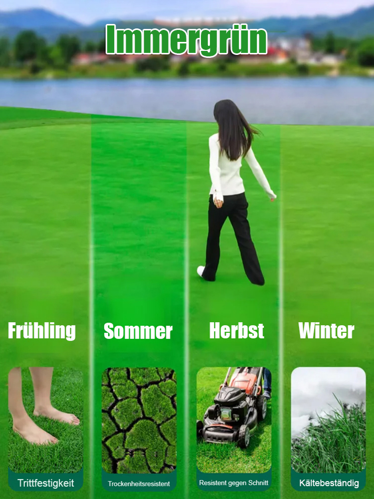 【7 Tage Keimung Rasen-Samen】99 % Keimrate🌳Ganzjährig sattes Grün❄️ Frost- & trockenresistent bis -20 °C 👍Wächst kräftig weiter, selbst unter dickem Schnee