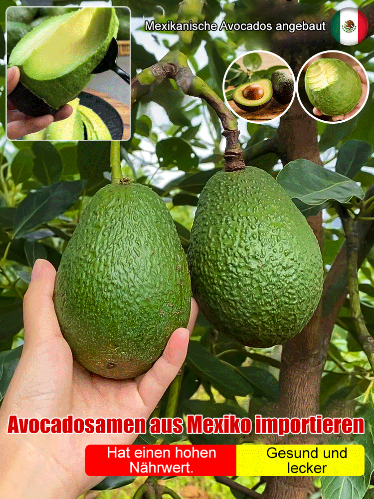 【Mexikanische Avocadosetzlinge🥑】Pflanzen und ernten in nur einer Saison❄️Extrem winterhart✨Faustgroß, cremig im Geschmack und vollgepackt mit Bio-Nährstoffen.