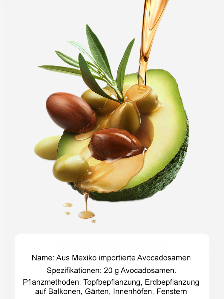 【Mexikanische Avocadosetzlinge🥑】Pflanzen und ernten in nur einer Saison❄️Extrem winterhart✨Faustgroß, cremig im Geschmack und vollgepackt mit Bio-Nährstoffen.