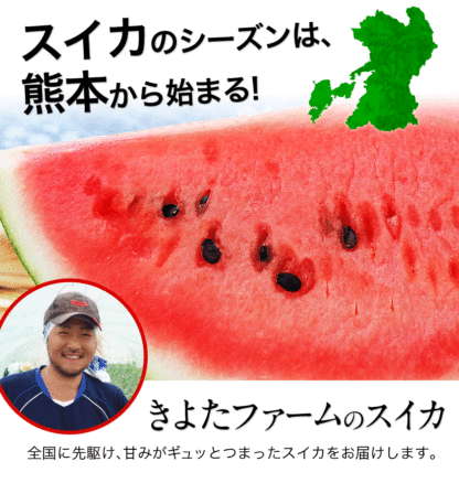 清田農園のスイカは、1個約8～10kg。熊本県玉名郡玉戸町産。清田農園のスイカ、果物、熊本県。
