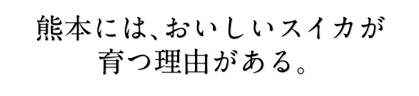 清田農園のスイカは、1個約8～10kg。熊本県玉名郡玉戸町産。清田農園のスイカ、果物、熊本県。