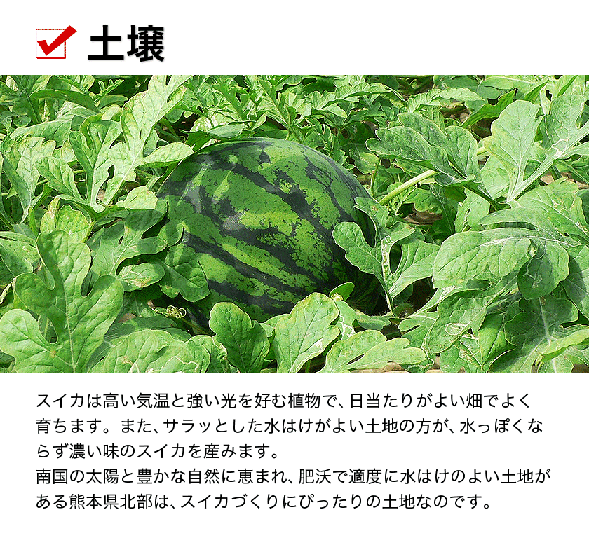 清田農園のスイカは、1個約8～10kg。熊本県玉名郡玉戸町産。清田農園のスイカ、果物、熊本県。