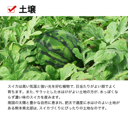 清田農園のスイカは、1個約8～10kg。熊本県玉名郡玉戸町産。清田農園のスイカ、果物、熊本県。