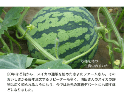 清田農園のスイカは、1個約8～10kg。熊本県玉名郡玉戸町産。清田農園のスイカ、果物、熊本県。