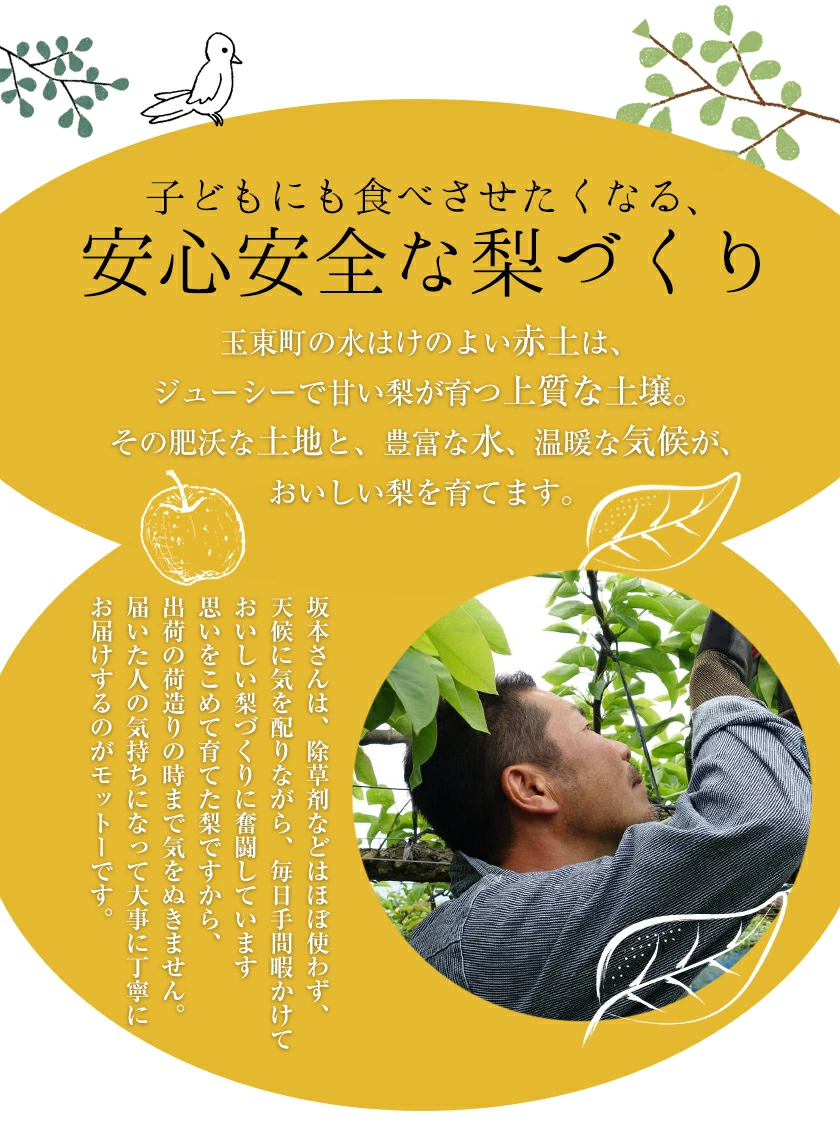 坂本果樹園の翡翠梨は旬を迎えており、約3kg（3～10個）または約5kg（6～18個）のパックで販売されています。